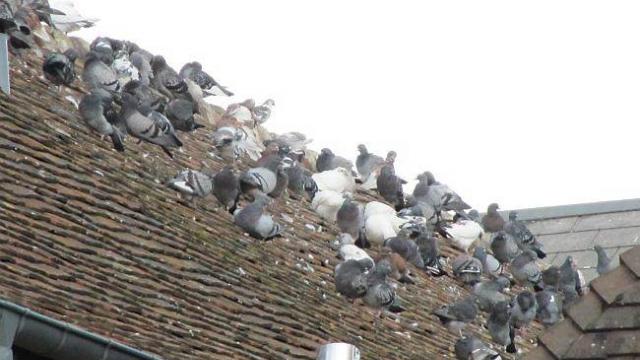 Pétition : Pour le retrait du filet anti-pigeons sous le pont